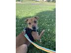 Adopt Gigi a Brown/Chocolate Australian Shepherd / Mixed dog in Sacramento
