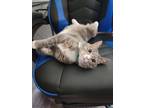 Adopt Nona a Gray or Blue American Shorthair / Mixed (short coat) cat in Tempe