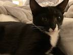 Adopt Cesar , picasso a Black & White or Tuxedo Domestic Shorthair / Mixed