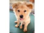 Adopt Star a Tan/Yellow/Fawn Chow Chow / Mixed dog in Palos Verdes Peninsula