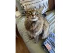 Adopt Tina a Gray or Blue (Mostly) Domestic Mediumhair / Mixed (medium coat) cat