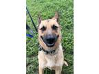 Adopt Abe a Black - with Tan, Yellow or Fawn German Shepherd Dog / Belgian