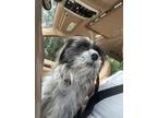 Adopt Brody a Black - with White Shih Tzu / Mixed dog in Pt orange