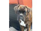 Adopt Tito a Brindle Boxer / Mixed dog in Sewell, NJ (41496875)