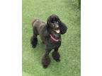 Adopt Miko a Black Miniature Poodle / Mixed dog in Palos Verdes Peninsula