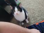 Adopt Luna a Black (Mostly) Domestic Shorthair / Mixed (short coat) cat in Mount