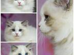 Ragdoll Kittens