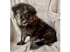 Adopt Bear a Brindle Chow Chow / Mixed dog in Palos Verdes Peninsula