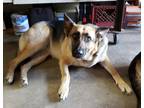 Adopt Honey a Black - with Tan, Yellow or Fawn German Shepherd Dog / Mixed dog