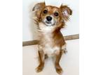 Adopt Clifford a Red/Golden/Orange/Chestnut Dachshund / Mixed dog in Scottsdale