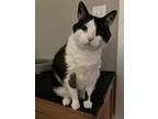 Adopt Walter a Brown or Chocolate (Mostly) Snowshoe / Mixed (medium coat) cat in