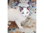 Adopt Minnow 4349 a Siamese / Mixed cat in Vista, CA (41483692)