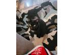 Adopt Shadow a Black (Mostly) Domestic Shorthair / Mixed (short coat) cat in