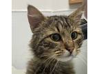 Adopt Notorious C.A.T a Domestic Mediumhair / Mixed cat in Silverdale