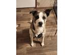 Adopt Cappuccino a Brown/Chocolate - with White Husky / Pitsky / Mixed dog in