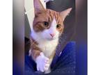 Adopt Harry a Orange or Red Tabby Domestic Shorthair (short coat) cat in