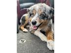 Adopt Denny a Merle Australian Shepherd / Mixed dog in Alexandria, MN (41496729)