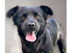 Adopt HAPPY HEDY a Black Retriever (Unknown Type) / Chow Chow / Mixed dog in