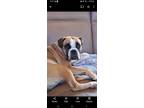 Adopt Coco a Tricolor (Tan/Brown & Black & White) Boxer / Mixed dog in