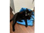 Adopt Mocha a All Black American Shorthair / Mixed (short coat) cat in Plant