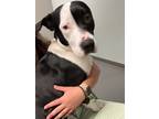 Adopt Bobbi a Black - with White Border Collie / Mixed dog in Speedway