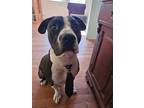 Adopt Waffle a Black - with White American Pit Bull Terrier / Mixed dog in Cary