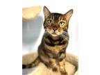 Adopt Bordeaux a Bengal / Mixed (short coat) cat in Ft. Lauderdale