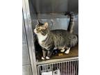 Adopt Scratchy a Domestic Shorthair / Mixed (short coat) cat in Ridgely