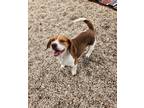 Adopt Edward a Beagle / Mixed dog in Ridgely, MD (41496080)
