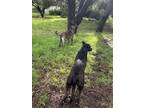 Adopt Jasmine and Juniper a Brindle - with White German Shepherd Dog / American