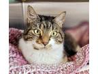 Adopt William - $30 Adoption Fee and FREE Gift Bag a Brown Tabby American
