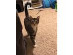Adopt Wilbur a Gray or Blue (Mostly) American Shorthair / Mixed (short coat) cat