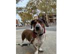 Adopt Shadow a Tricolor (Tan/Brown & Black & White) Dachshund / Basset Hound /