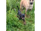 Adopt Napoleon a Black - with Brown, Red, Golden, Orange or Chestnut Rat Terrier