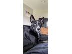Adopt McClane a Black - with White Husky / Mixed dog in Jacksonville