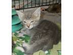 Adopt Blarney a Brown Tabby American Shorthair / Mixed (short coat) cat in