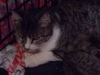 Adopt Shannon a Brown Tabby American Shorthair / Mixed (short coat) cat in