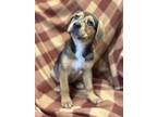 Adopt Sansa a Brown/Chocolate - with Tan German Shepherd Dog / Mixed Breed