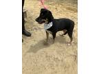 Adopt Addie a Black - with Tan, Yellow or Fawn Labrador Retriever / German