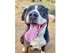 Adopt Kylo a Black - with White Labrador Retriever / Pit Bull Terrier / Mixed