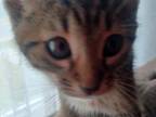 Savannah Kitten Female 8 Weeks