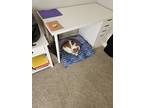 Adopt Oscar a Orange or Red Domestic Mediumhair / Mixed (medium coat) cat in