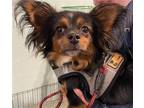Adopt Buffy a Papillon / Mixed dog in Cherry Valley, CA (41496340)