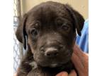 Adopt DELILAH a Brindle - with White Labrador Retriever / Mixed Breed (Medium) /