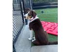 Adopt Ester a White - with Brown or Chocolate Australian Shepherd / Australian