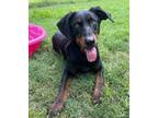 Adopt Maggie Mae a Doberman Pinscher / Mixed Breed (Medium) / Mixed dog in Tool