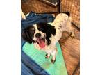 Adopt Ember a White - with Red, Golden, Orange or Chestnut Brittany / Mixed dog