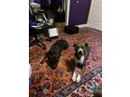 Adopt Layla a Gray/Silver/Salt & Pepper - with White Staffordshire Bull Terrier