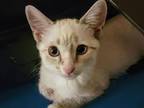 Ragamese Kitten Athena