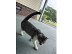 Adopt Fufu a Tiger Striped Abyssinian / Mixed (short coat) cat in Zebulon